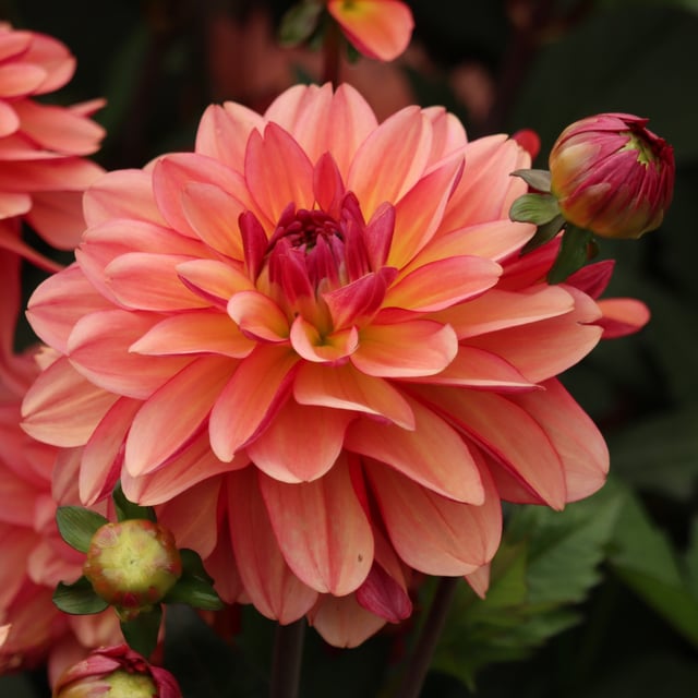 Dolce Vera Dahlia Knöl