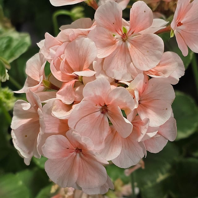 Dolly Varden Pink