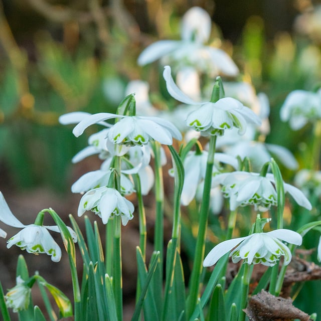 Dubbel Snödroppe 'Nivalis Flore Pleno' Lökar