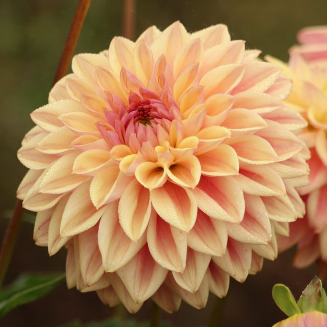 Dusty Beauty Dahlia Tuber