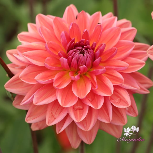 Dutch Pearl