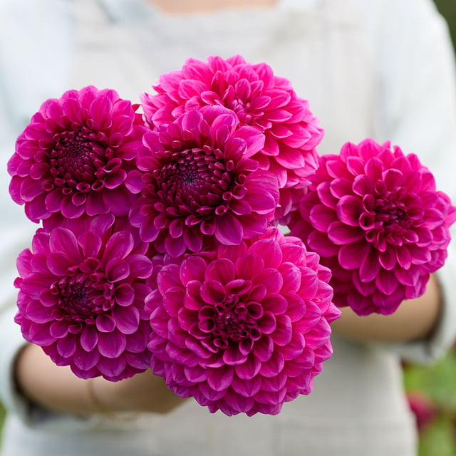 Dylan Magenta