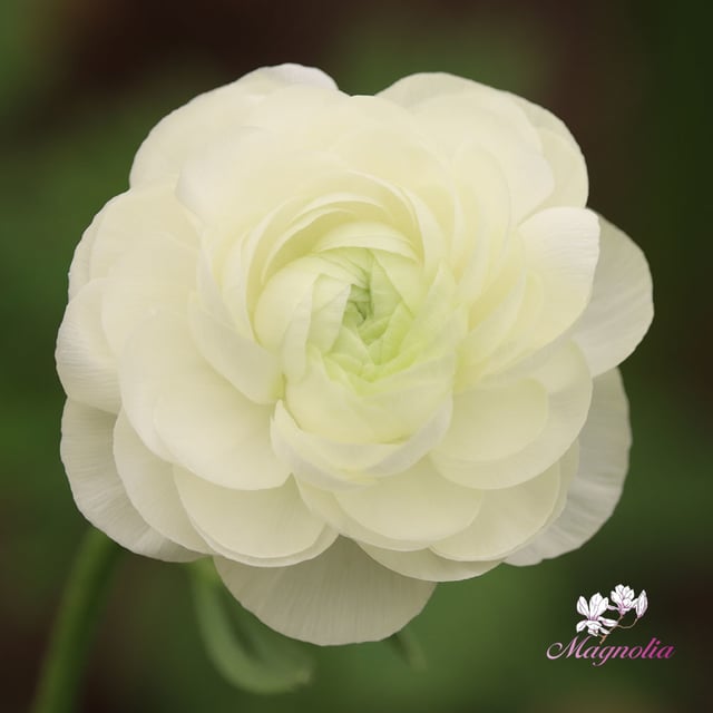 Elegance Bianco