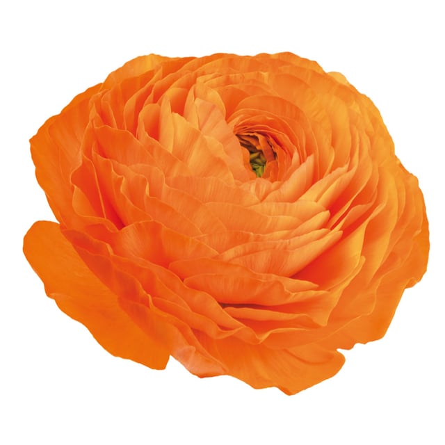 Elegance Clementine