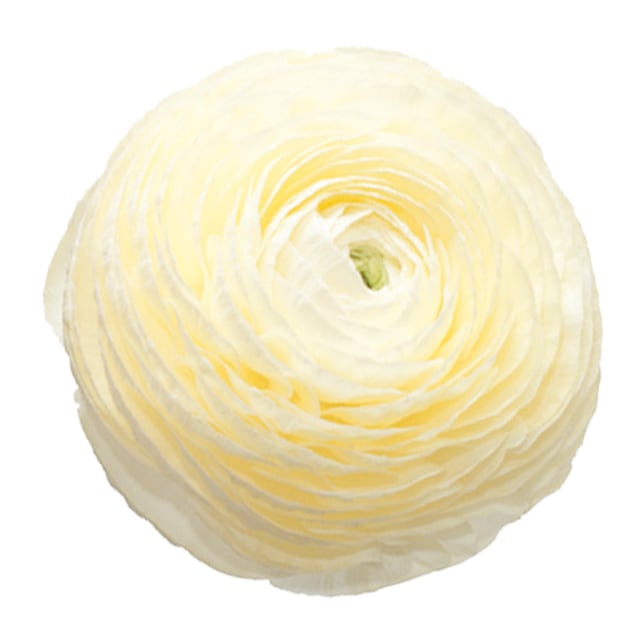 Elegance Crema