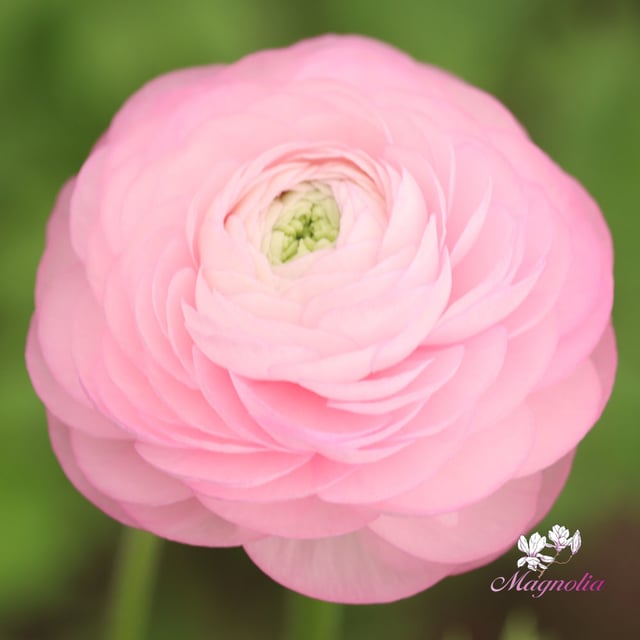 Elegance Rosa Chiaro