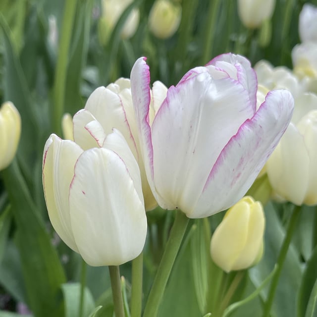 Emilie Bulbs