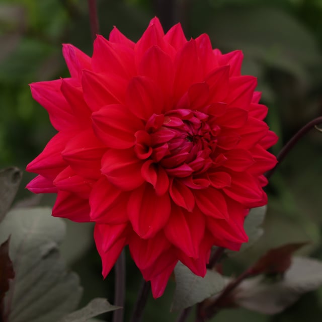 Engelhardts Matador Dahlia Knöl