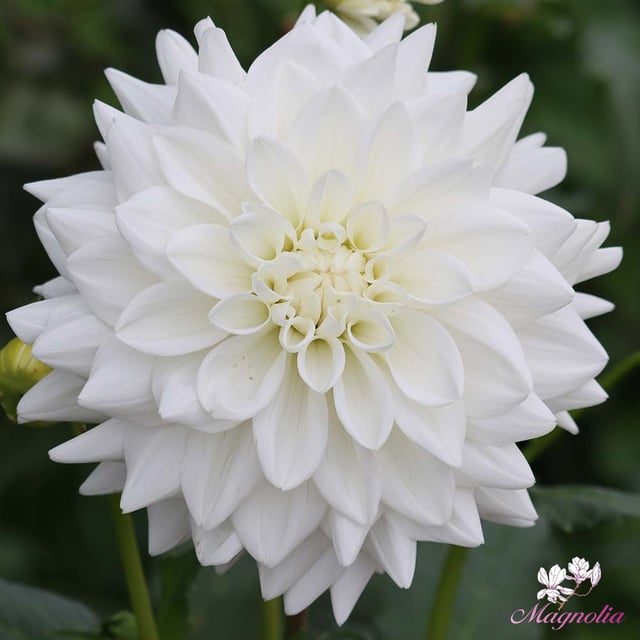 Eternal Snow