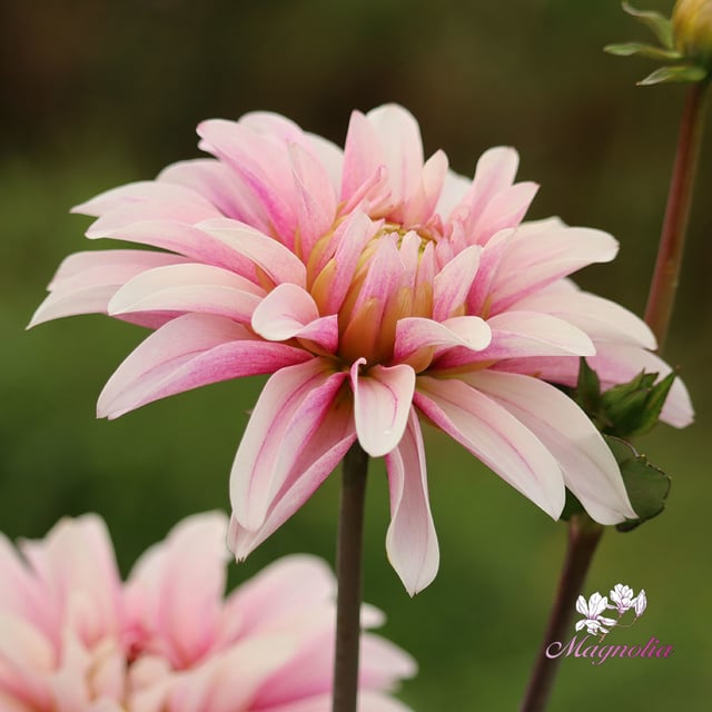 Fairy Idylle