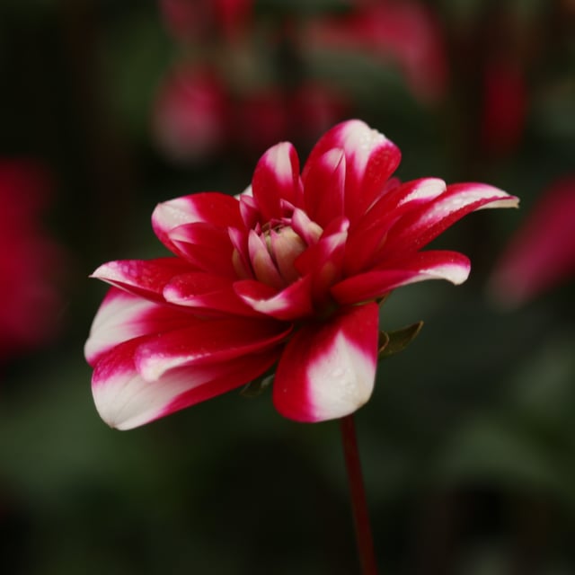 Fiorentina Dahlia Tuber