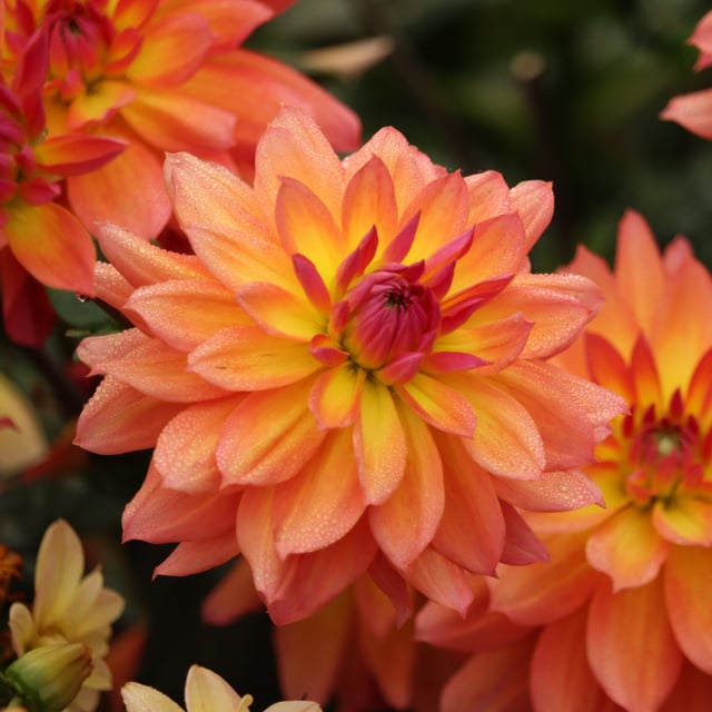 Firepot Dahlia Tuber