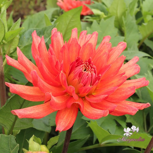 Flamenco Blomstrar (cutting)