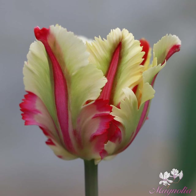 Flaming Parrot Bulbs