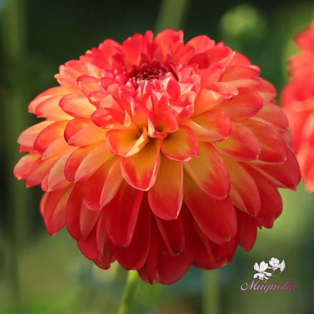 Floriande