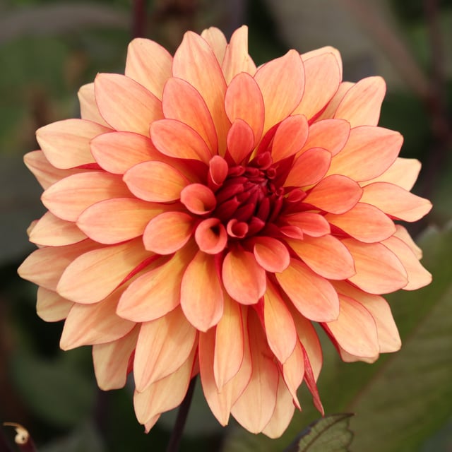 Foxy Dahlia Tuber