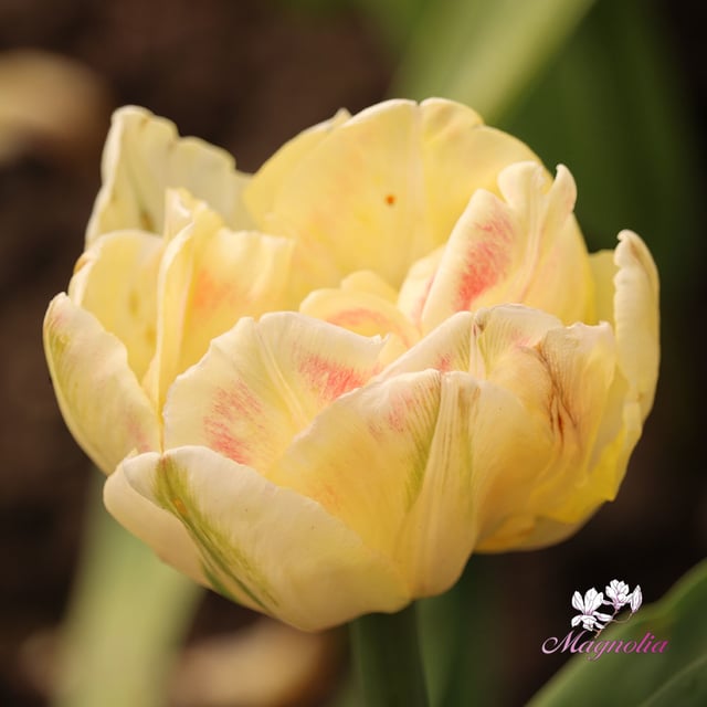 Foxy Foxtrot Bulbs