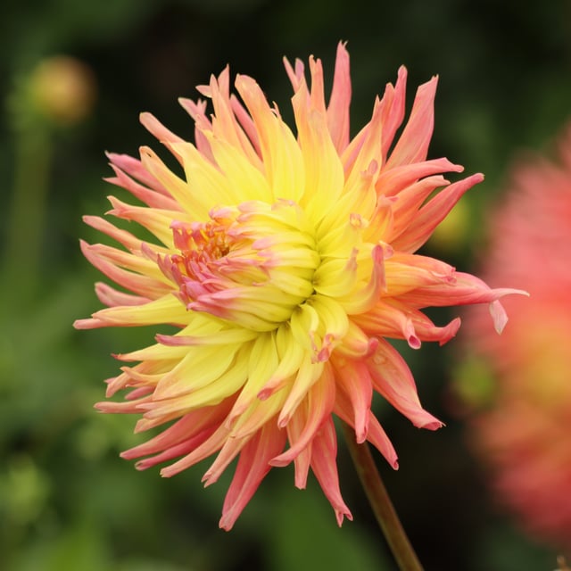 Fringed Star Dahlia Knöl
