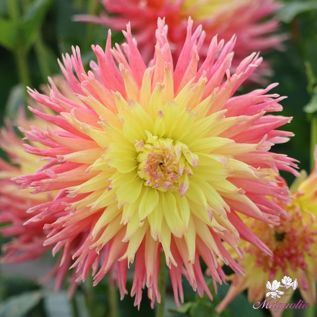 Fringed Star