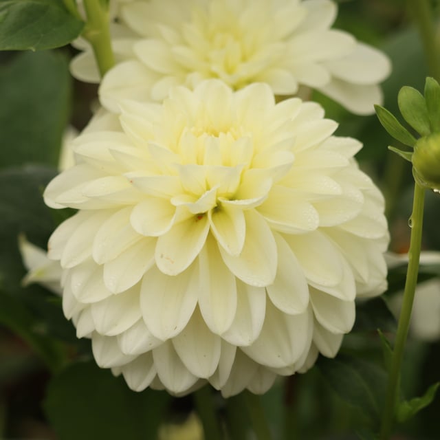 Frosted Dahlia Tuber