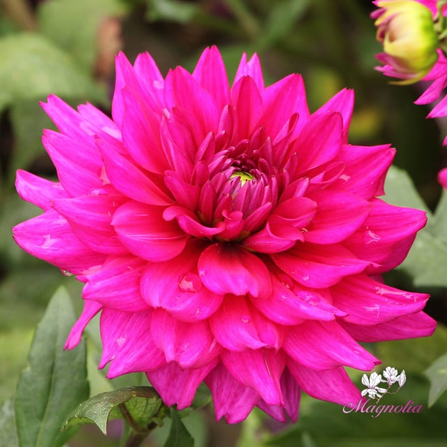 Fuchsia Charm