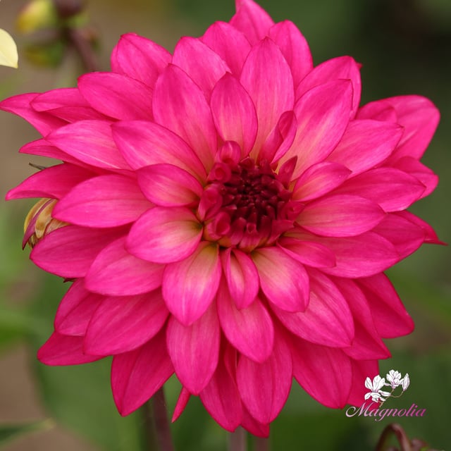 Fuchsia Idylle