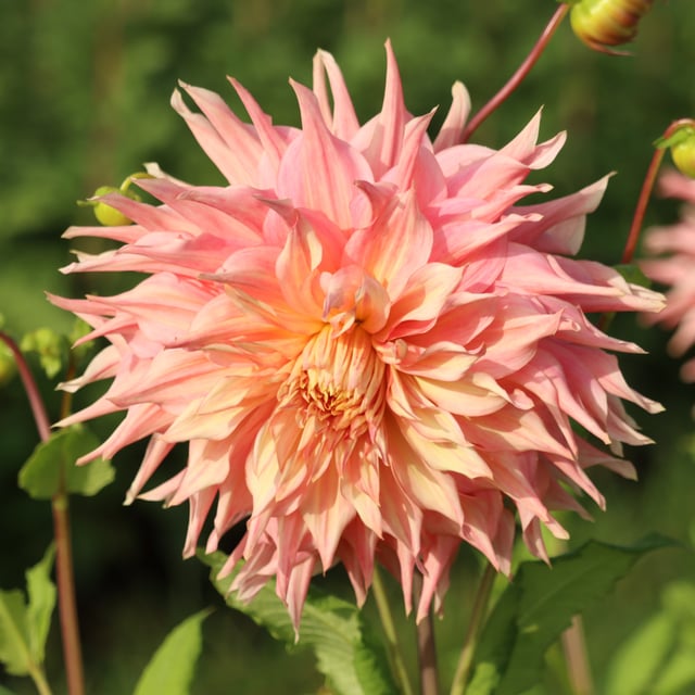 Funky Island Dahlia Knöl