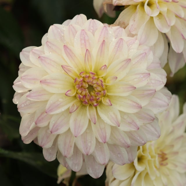 Gallery Monet® Dahlia Knöl