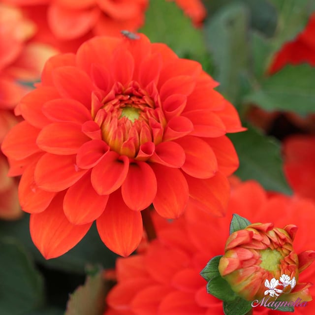Gallery Valentin Dahlia Knöl