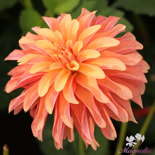 Garden Desire