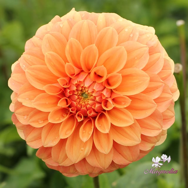 Garden Jubilee