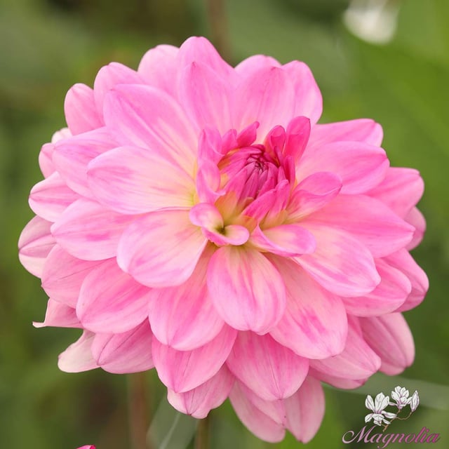 Garden Sensation