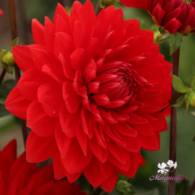 Garden Wonder