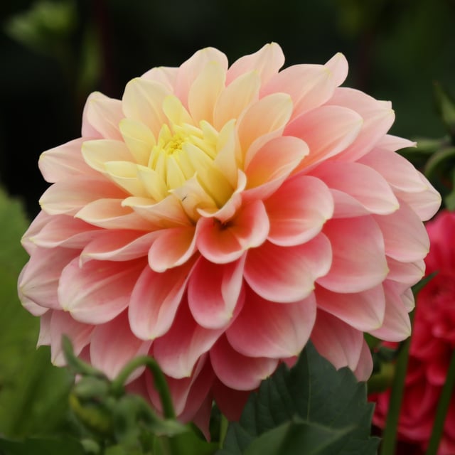 Giovanna Dahlia Tuber