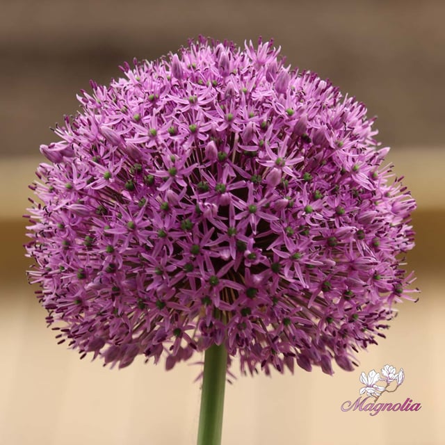 Gladiator Bulb