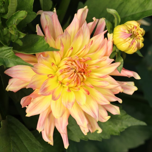 Go Go Pink Yellow Dahlia Knöl