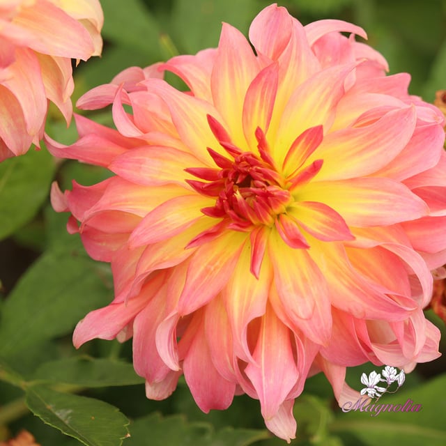 Go Go Pink Yellow