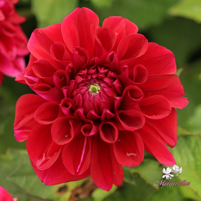 Go Go Purple Dahlia Knöl