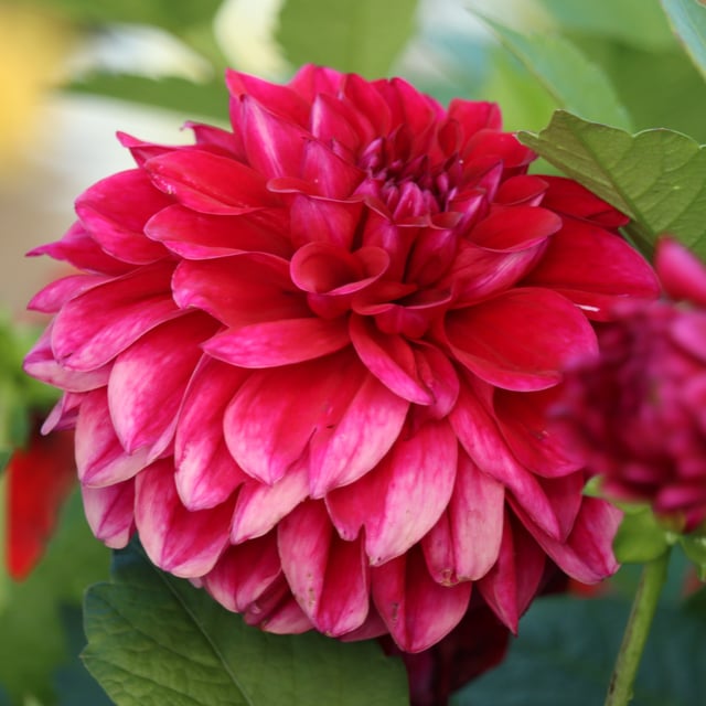 Go Go Purple Dahlia Tuber