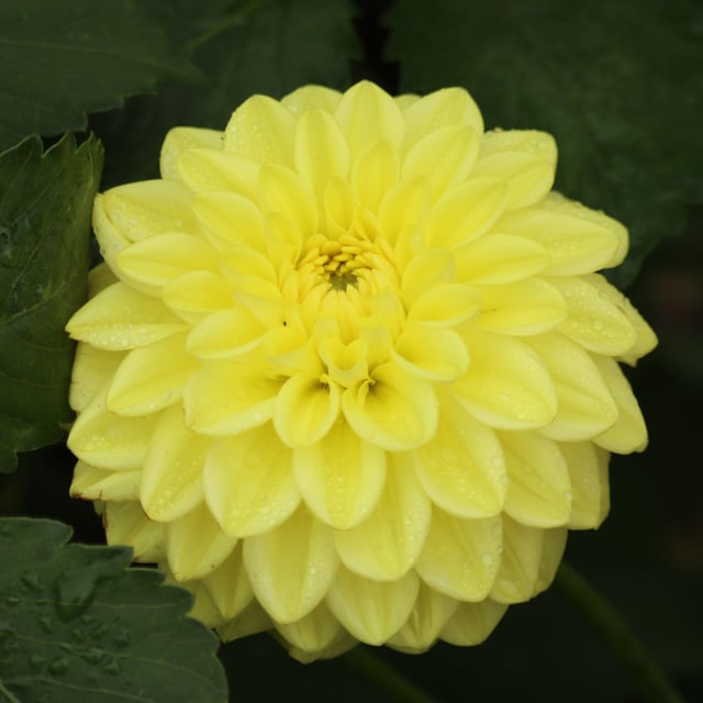 Golden Eye Dahlia Knöl