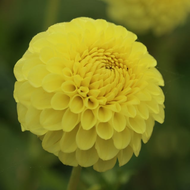 Golden Torch Dahlia Knöl