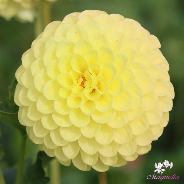 Golden Torch