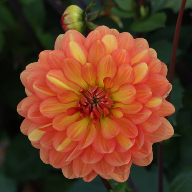 Graceland Dahlia Tuber