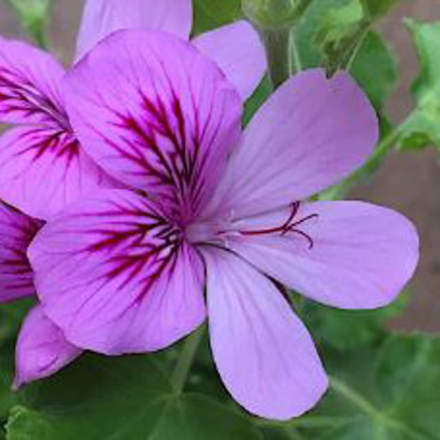 Grandeur Odorata Cola