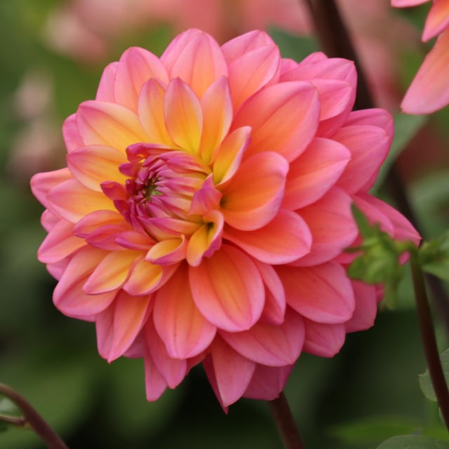 Great Silence Dahlia Tuber