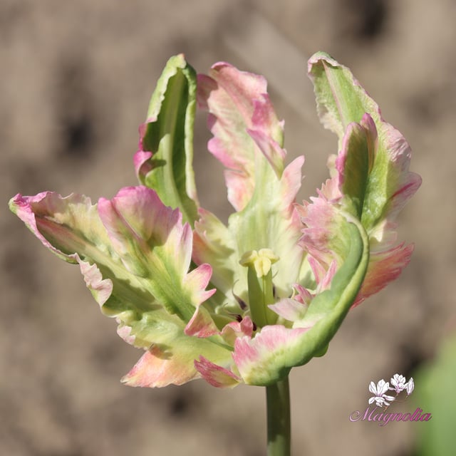 Green Wave Bulbs
