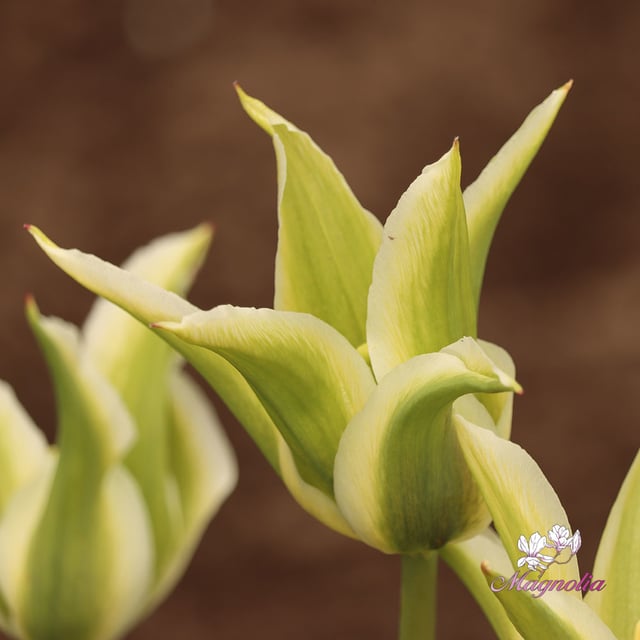 Greenstar Bulbs