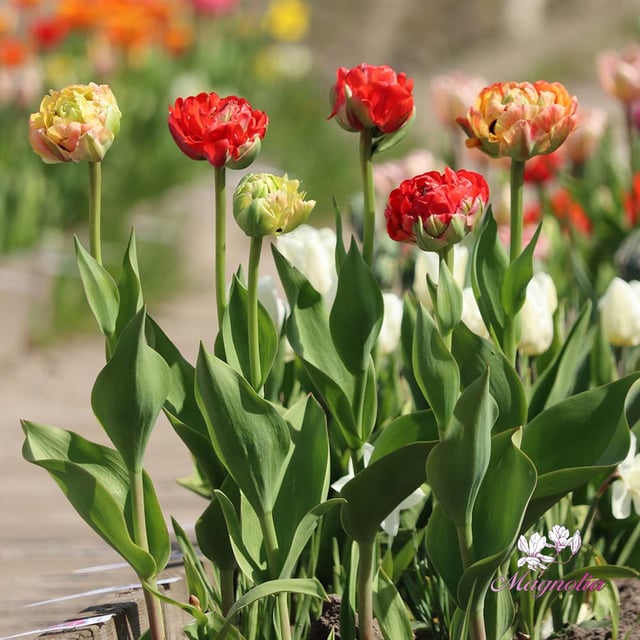 Gudoshnik Double Bulbs