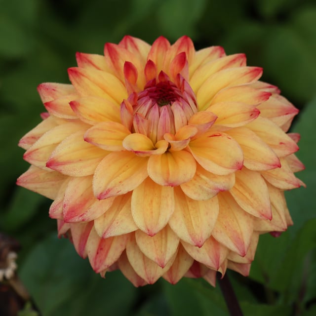 Hakuna Matata Dahlia Knöl