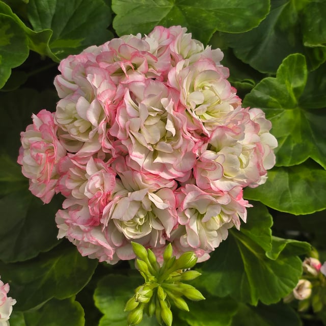Happy Appleblossom Pelargonium Cutting